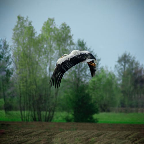 Kostnadsfri bild av @utomhus, 4k bakgrund, birds_flying