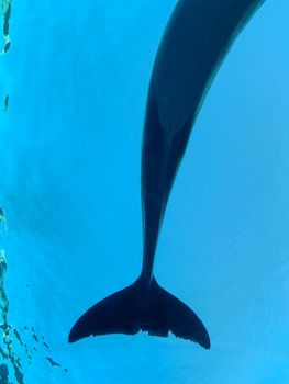 Vertical shot of a dolphin's tail swimming gracefully in turquoise underwater setting.