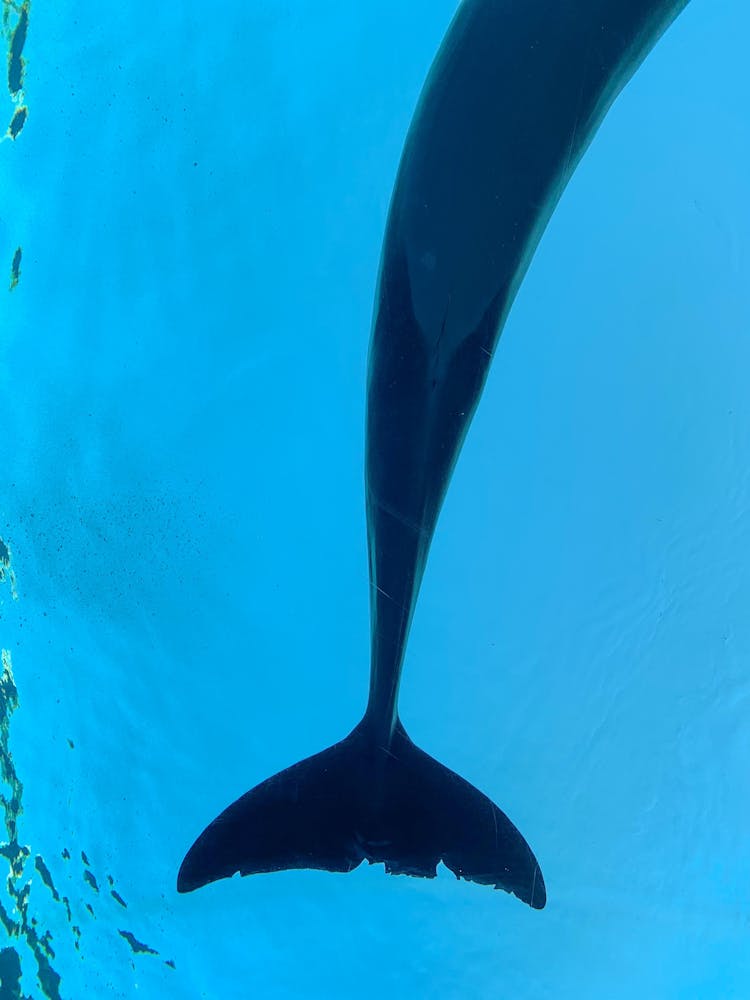 Tail Of Dolphin Underwater