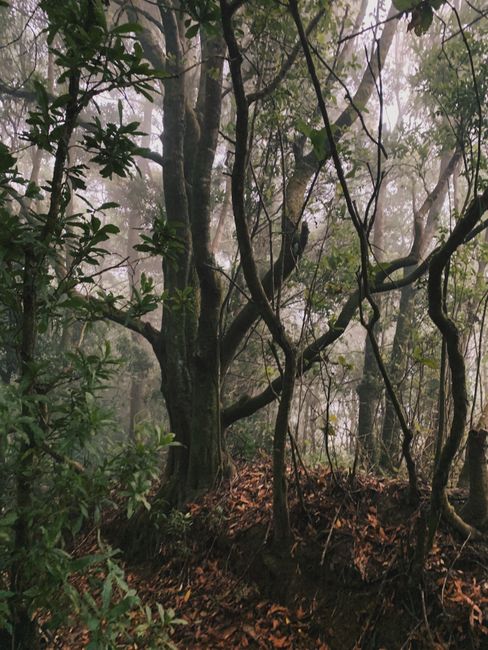 Serene misty forest view capturing twisted branches and lush green foliage.