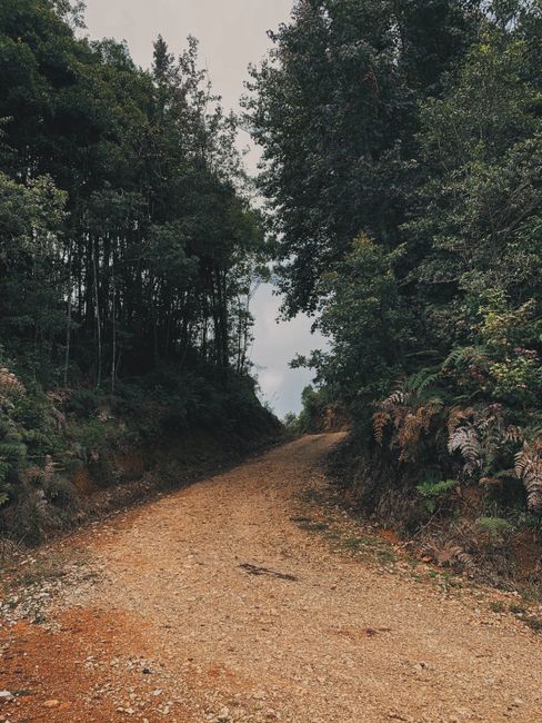 Fotomural Un camino de tierra pacífico serpentea a través de un bosque frondoso, perfecto para amantes de la naturaleza y exploradores.