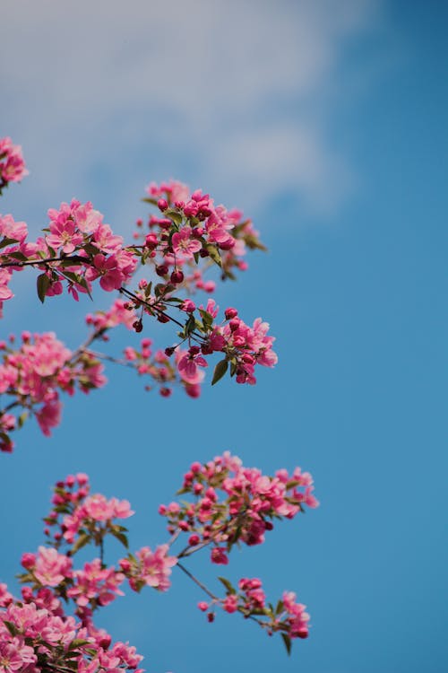 Pink Flowers in Bloom