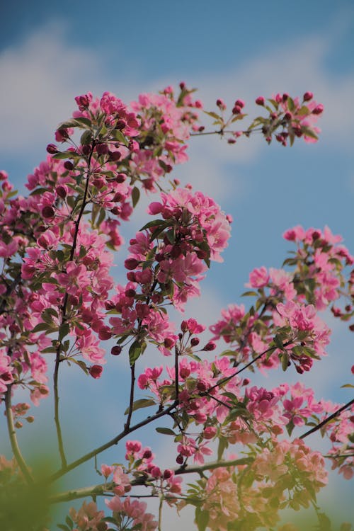 Pink Flowers on Twigs