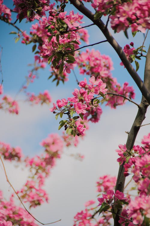Free Pink Cherry Blossoms in Bloom Stock Photo
