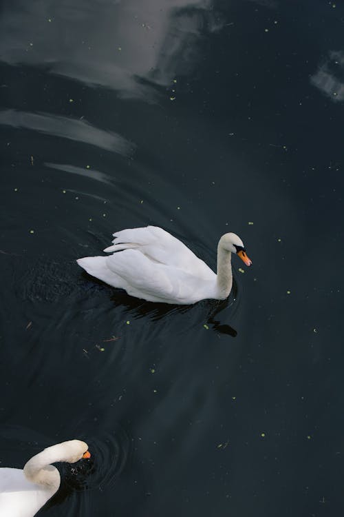 Swans in Water 