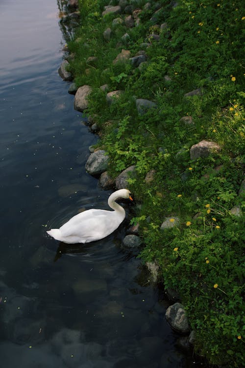 Kostnadsfri bild av anatidae, anseriformes, damm