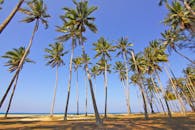 在充满活力的蓝天下，风景如画的热带海滩上，高大摇曳的棕榈树矗立着