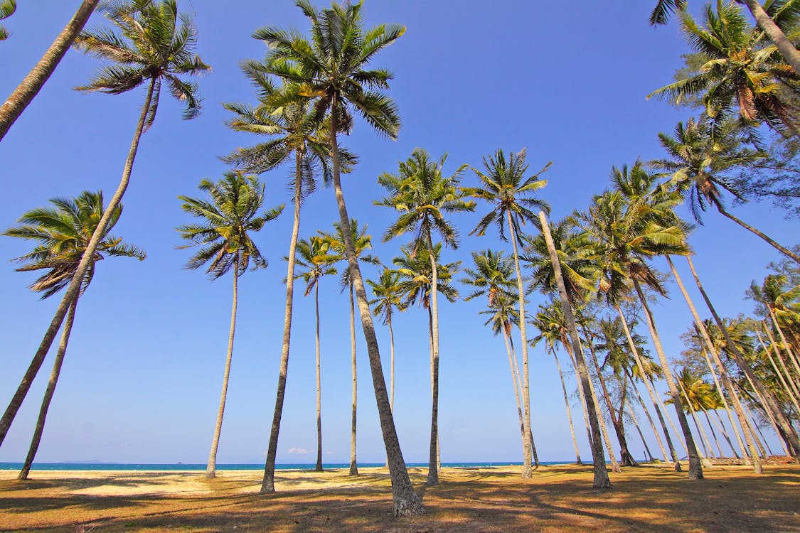 Кокосовые пальмы под голубым небом