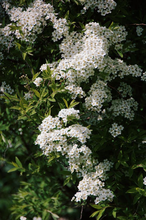 Free Close-Up Shot of White Flowers in Bloom Stock Photo