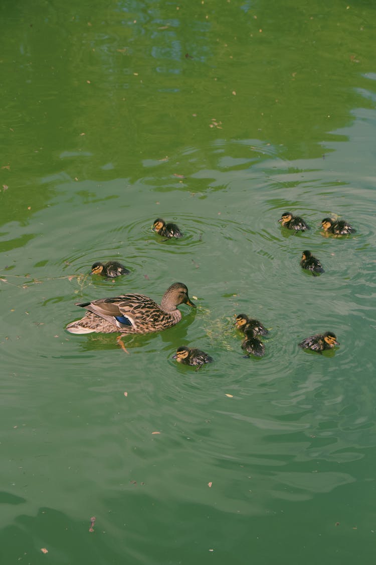 Wild Ducks On The Pond