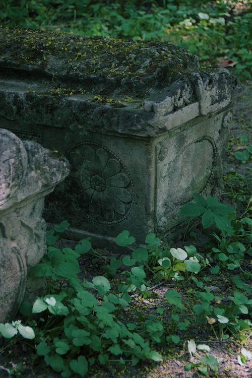 Foto d'estoc gratuïta de cementiri, fulles verdes, material de pedra