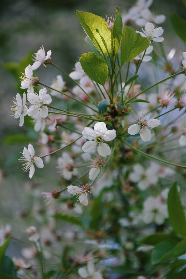 Branch With Blossoms