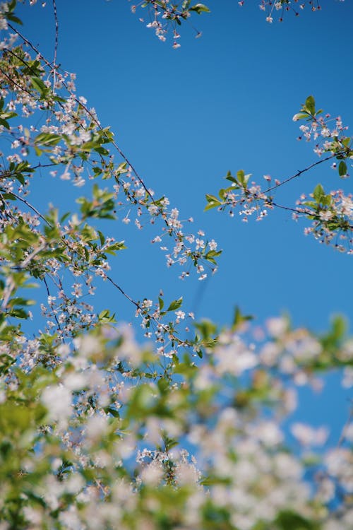 White Flowers on Tree Under Blue Sky