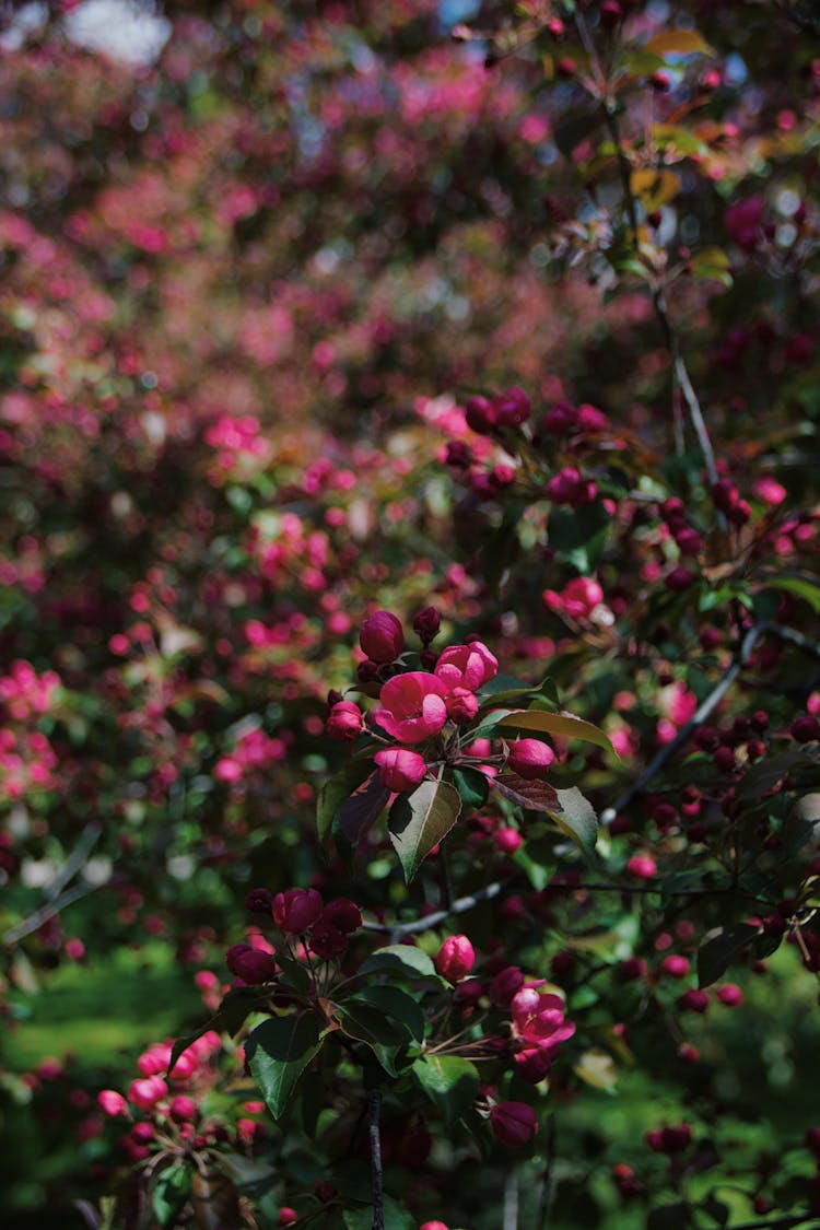 Pink Flowers On An Apple Tree