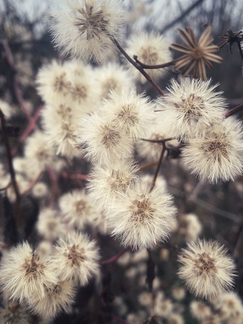 Beyaz çiçekler, bitki örtüsü, çiçek fotoğrafçılığı içeren Ücretsiz stok fotoğraf