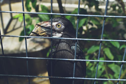 Black Bird Inside Cage