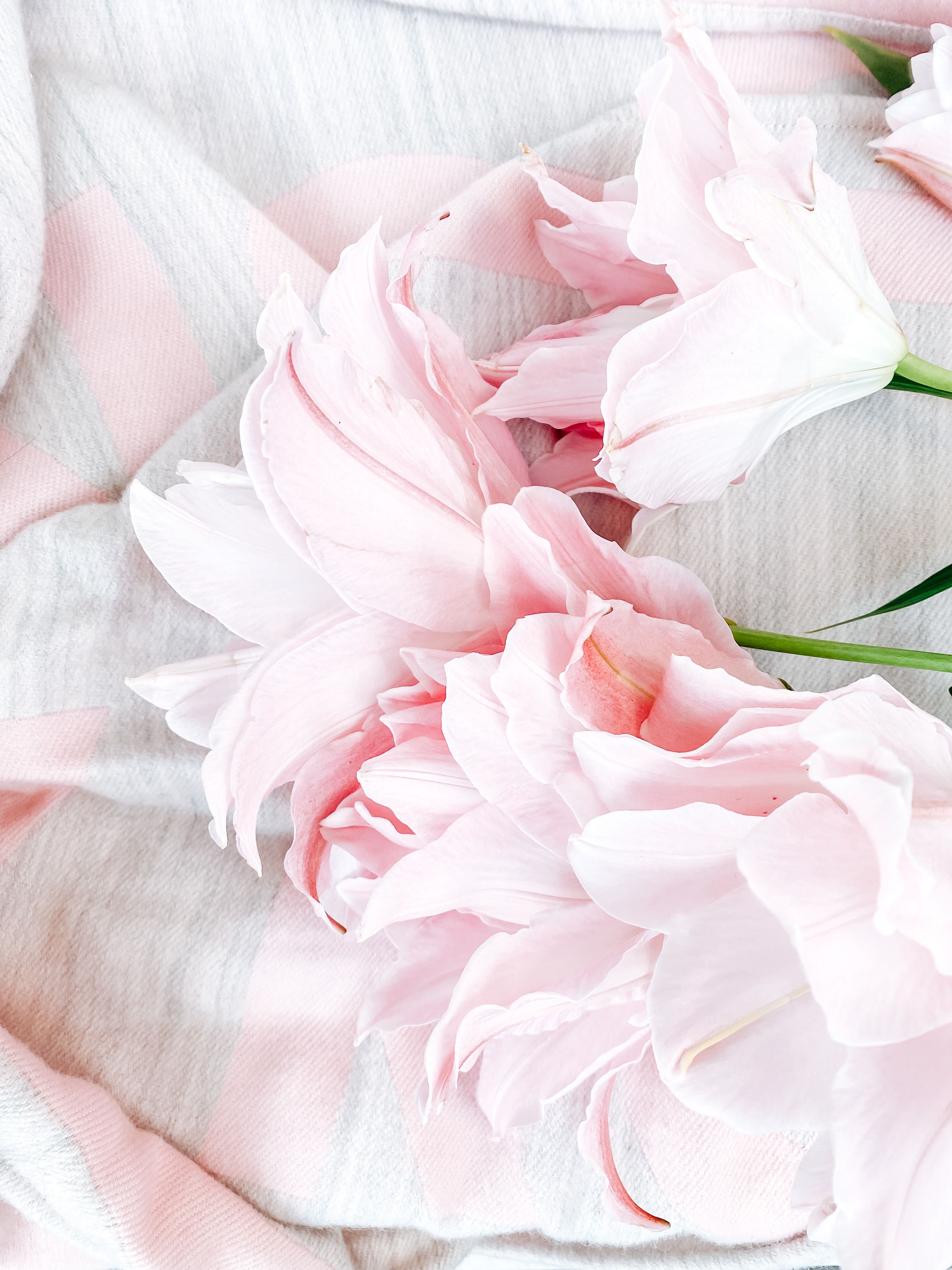 Soft pink floral representing cycle regulation