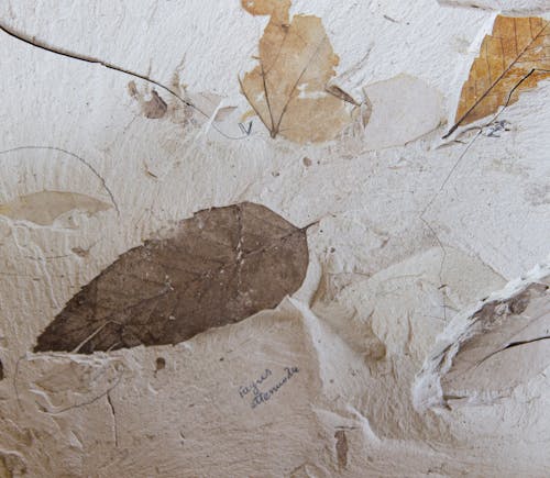 Paper Dyeing with Brown Dried Leaves 