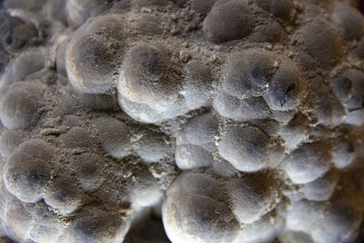 Detailed view of mineral rock showcasing unique texture and formations.
