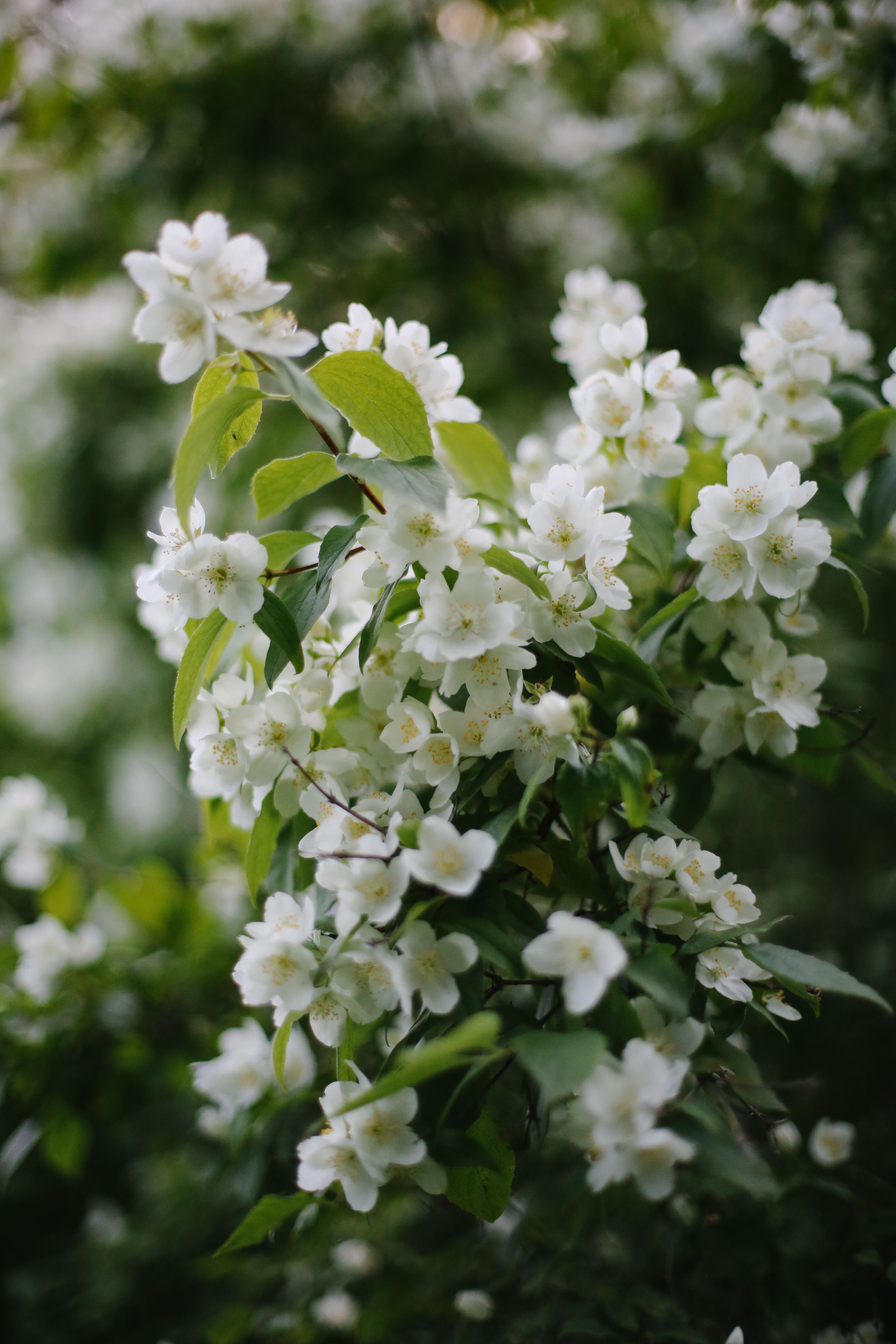 Close-Up Shot of White Flowers in Bloom · Free Stock Photo