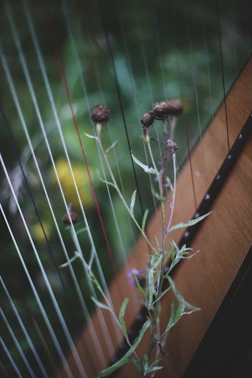 Foto profissional grátis de caule, cordas, flor