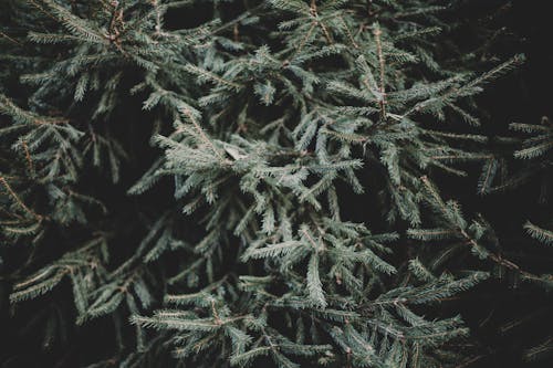 Close-Up Shot of Pine Leaves