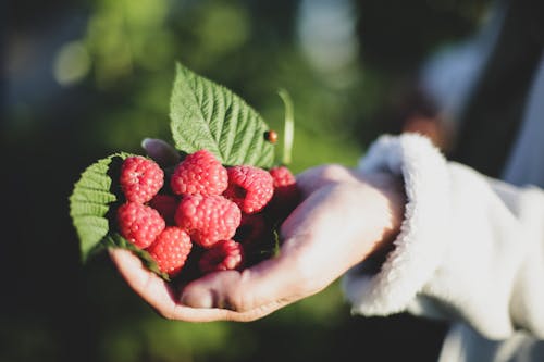 Person with a Handful of Raspberries