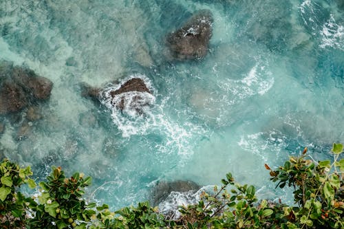 Top View of Green Plants Near Blue Waters