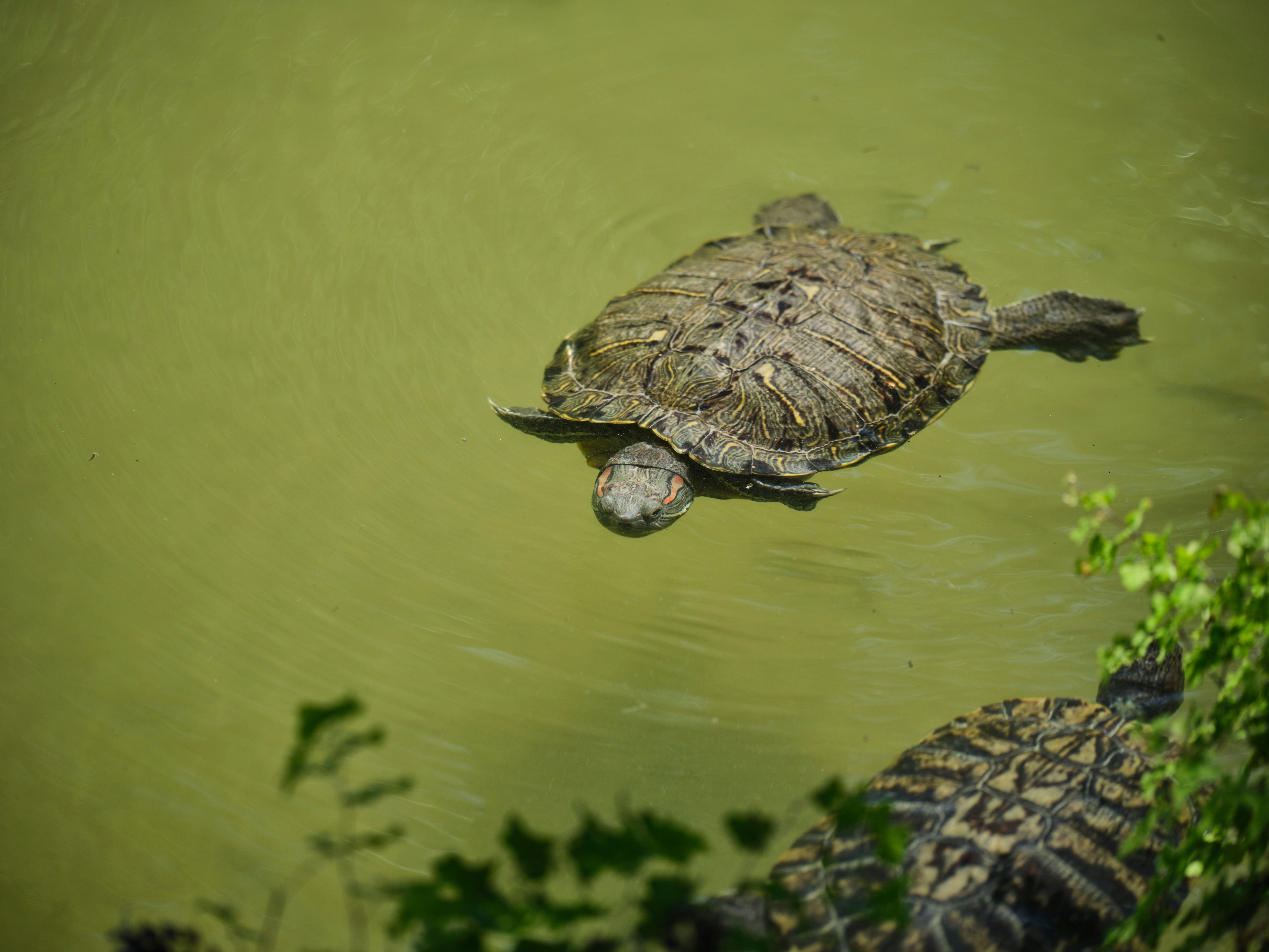 red eared sliders swim