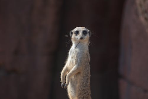 Close-Up Shot of a Meerkat 
