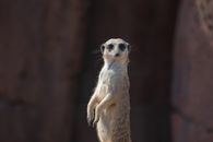 Close-up of a standing meerkat in natural habitat showing its alert posture.