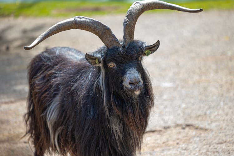 Close-Up Shot Of A Feral Goat
