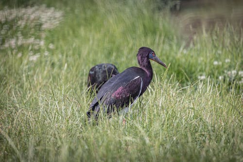 Foto profissional grátis de animais selvagens, animal, ave