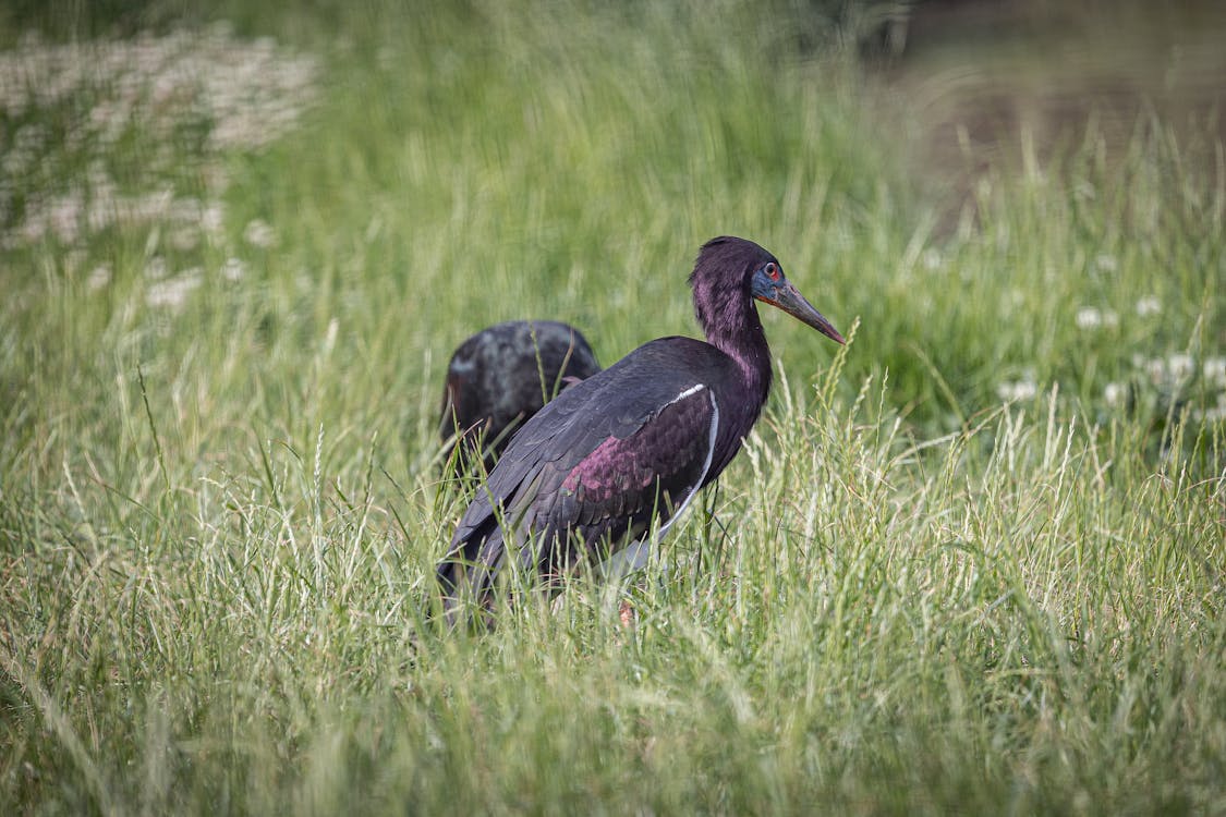A Black Bird on Green Grass