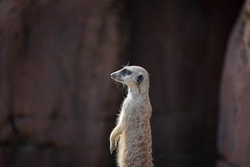 A Brown Meerkat