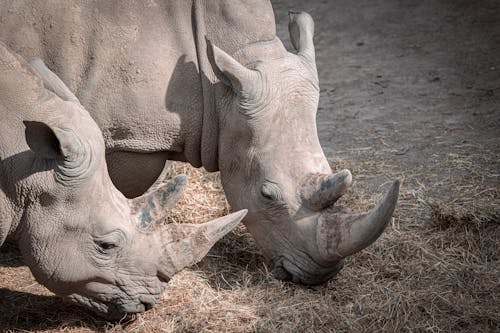 Rhinoceros Eating Grass