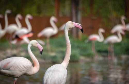 White Flamingos Near Body of Water