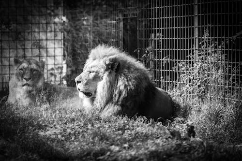 aslan, avcılar, bırakma içeren Ücretsiz stok fotoğraf
