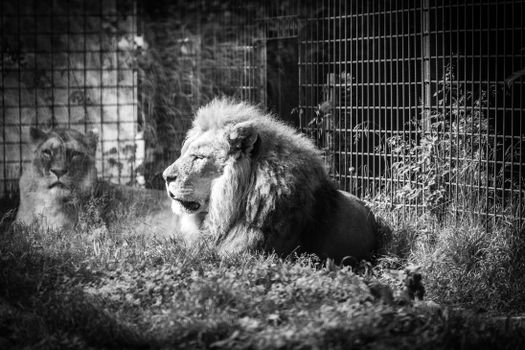 Captive lions resting in a zoo enclosure, captured in striking black and white photography.