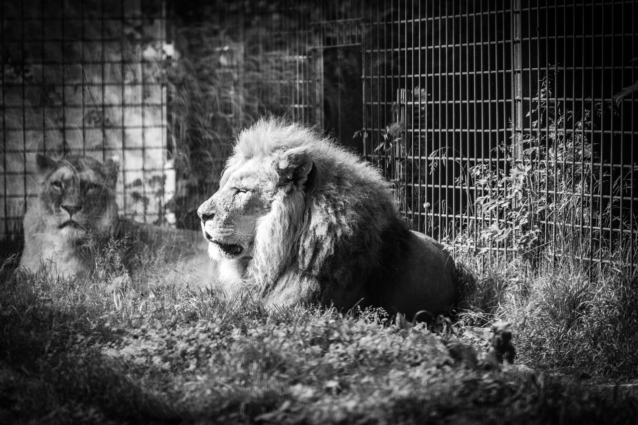captive lions resting in a zoo enclosure captured in striking black an