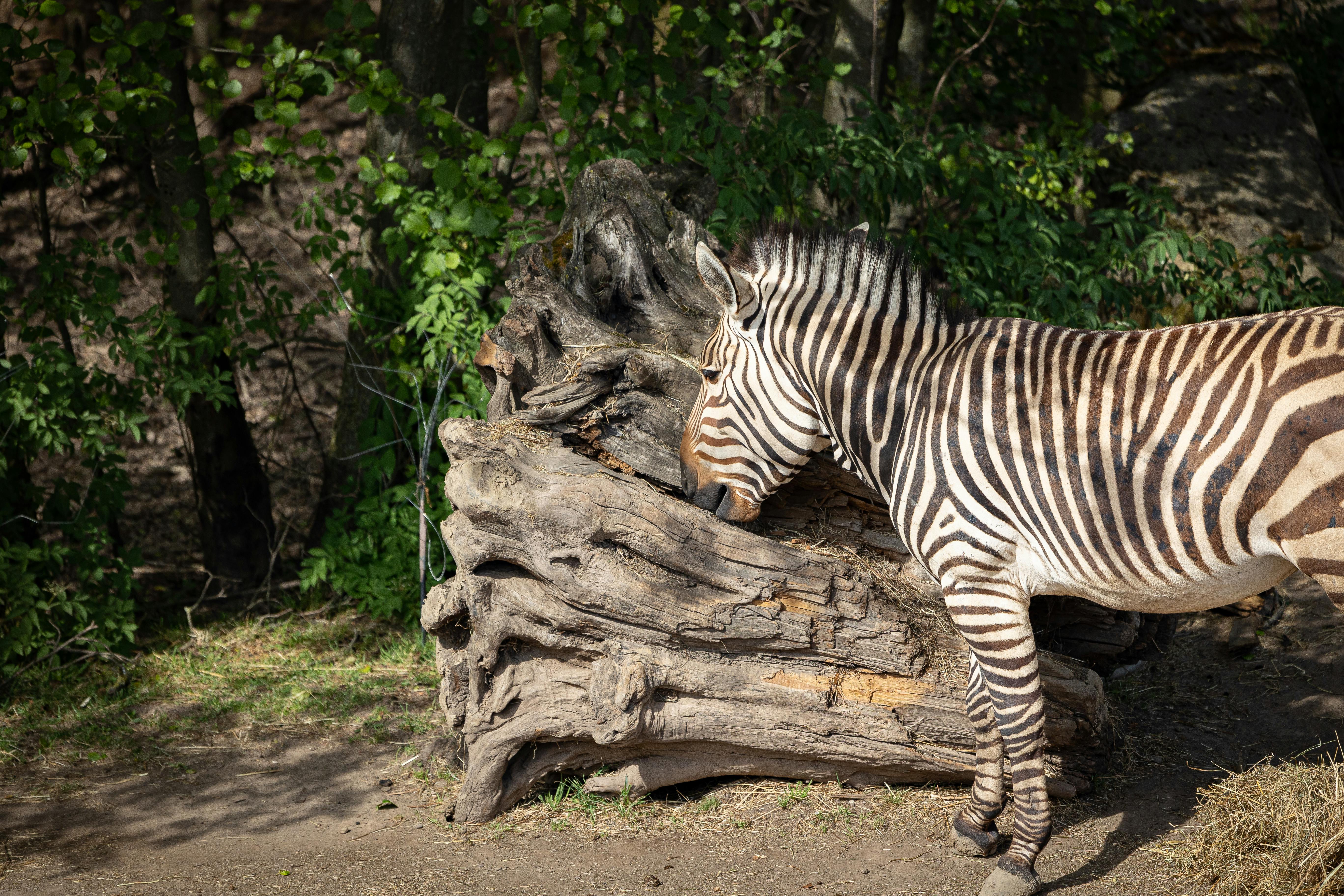 a zebra beside trees