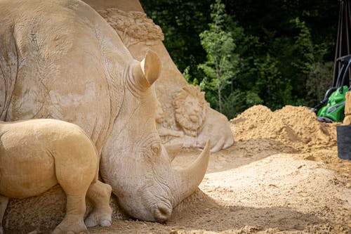 Darmowe zdjęcie z galerii z nosorożec