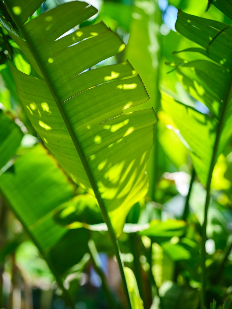 Sunlit green tropical leaves