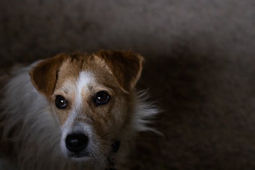 一隻動物, 伴侶, 傑克羅素梗 的 免費圖庫相片