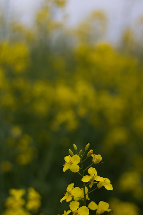 下田, 作物 - 植物, 增長 的 免費圖庫相片