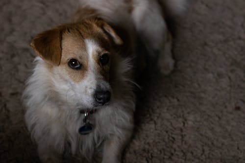 Brown and White Dog Sitting on the Ground