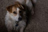 Portrait of a mixed breed dog looking up