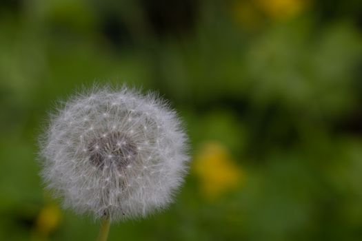 Macro shot of a fluffy dandelion seed head in a green blurred background.