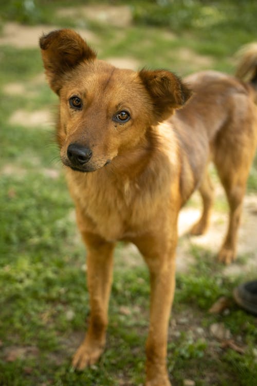 Gratis Fotos de stock gratuitas de adorable, animal, canino Foto de stock