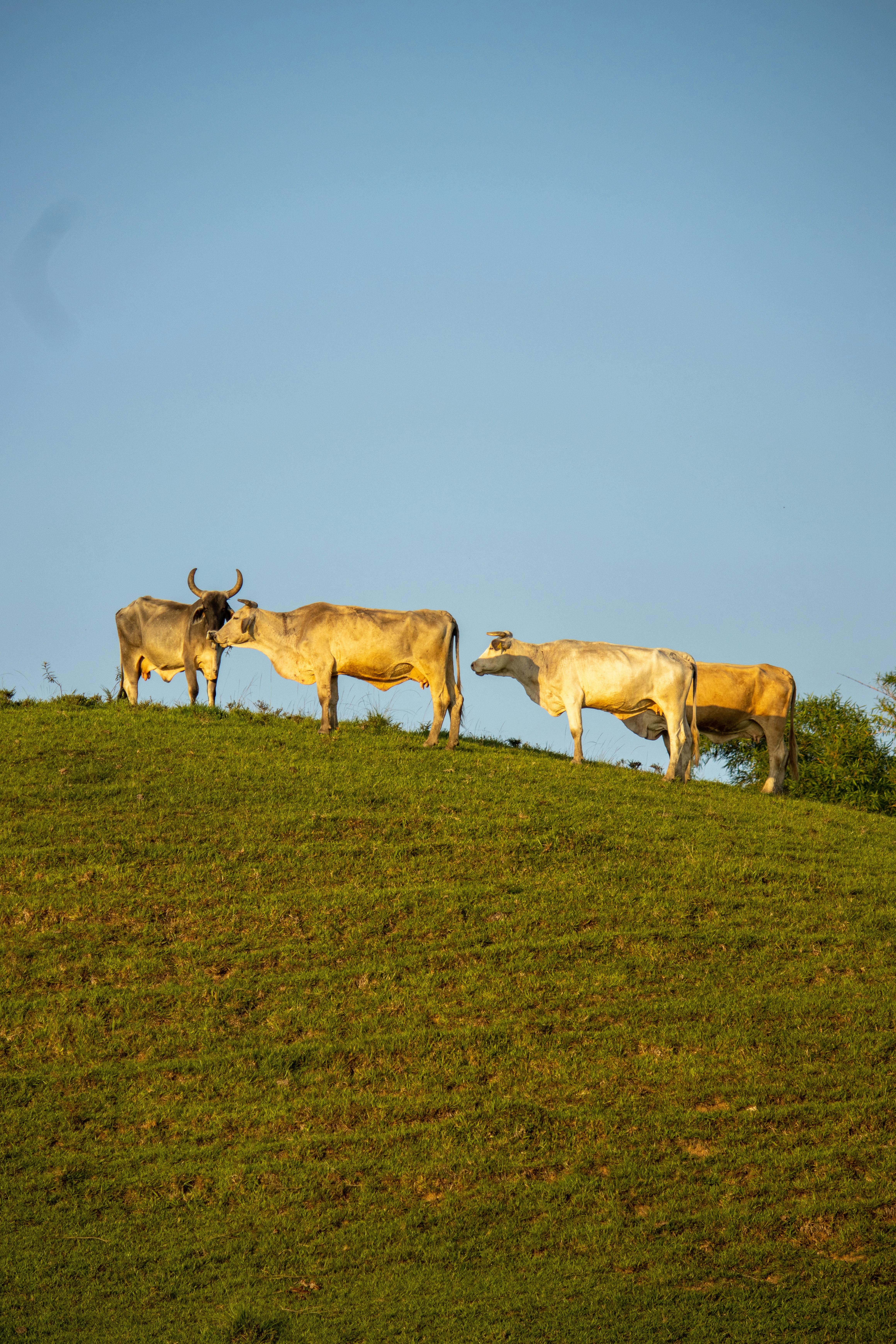 Gratuit Photos gratuites de agriculture, animaux, animaux de compagnie Photos
